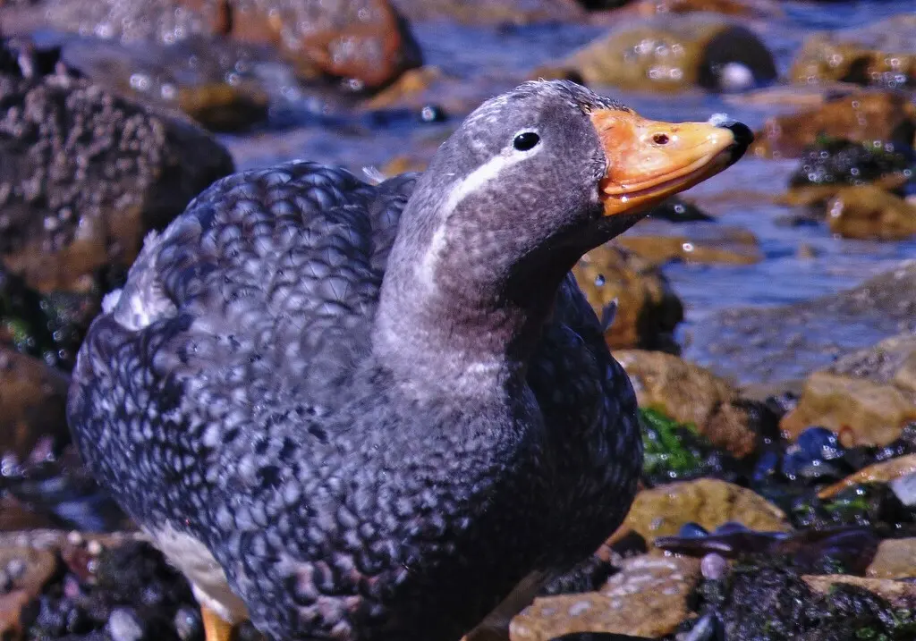 短翅船鸭(Tachyeres brachypterus)