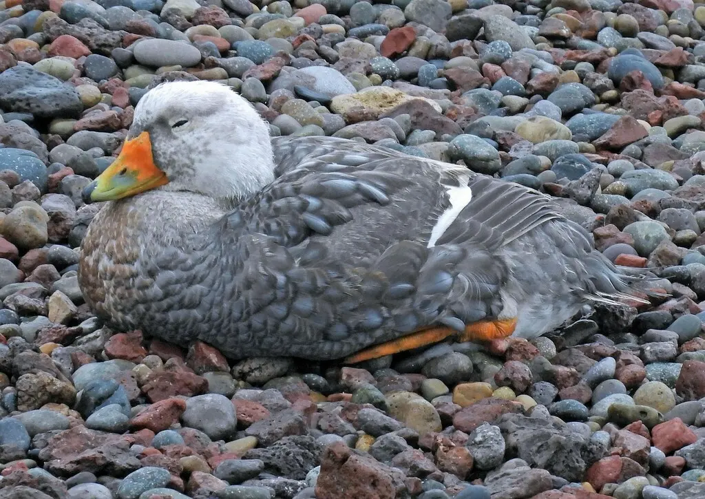 白头船鸭(Tachyeres leucocephalus)