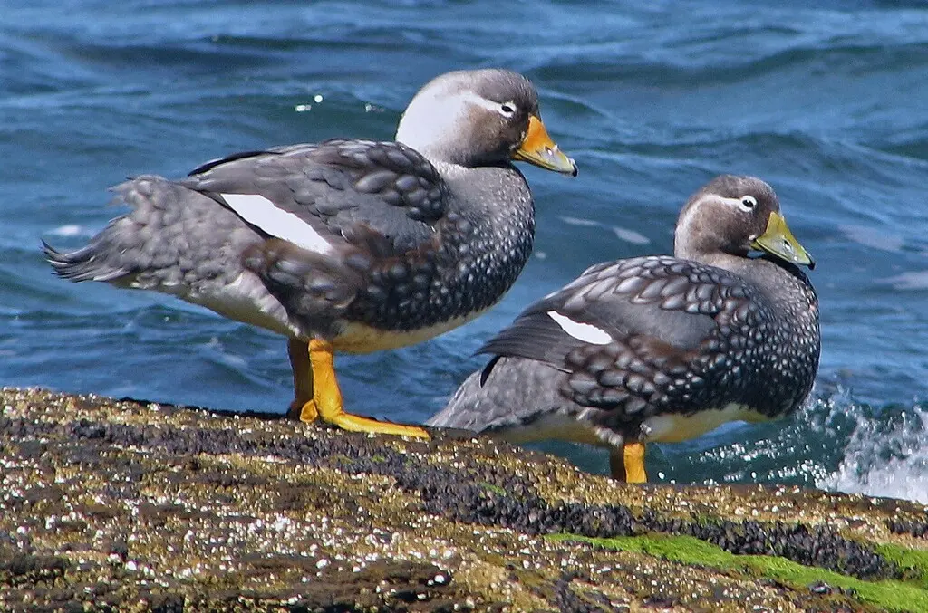 白头船鸭(Tachyeres leucocephalus)