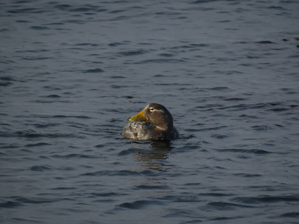 花斑船鸭(Tachyeres patachonicus)