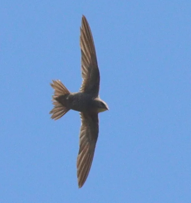杂斑雨燕（Tachymarptis aequatorialis）