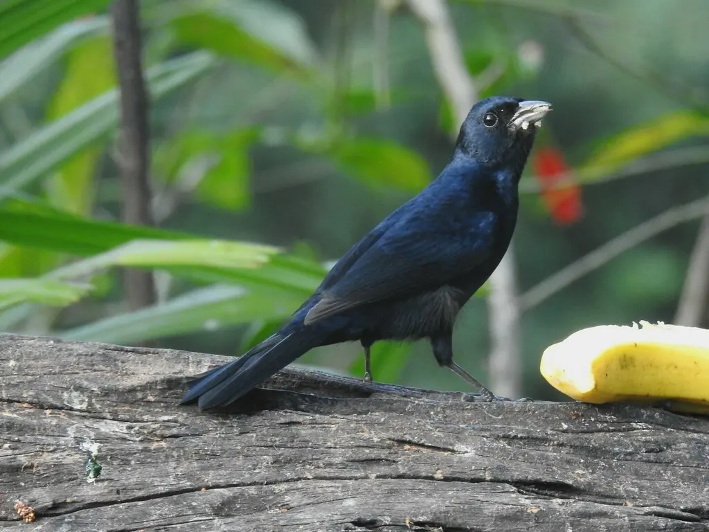 红冠黑唐纳雀(Tachyphonus coronatus)