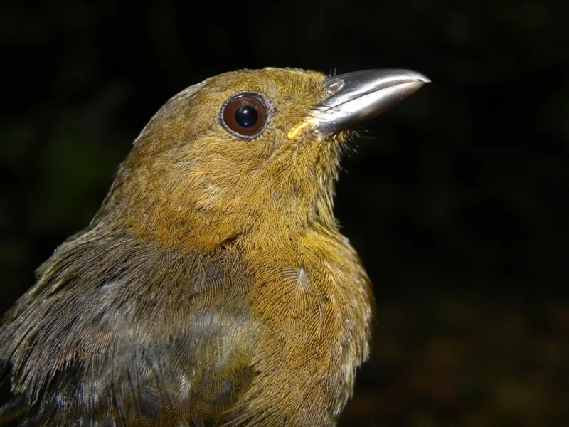 黄冠黑唐纳雀(Tachyphonus delatrii)