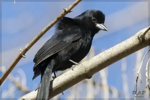 纹肩黑唐纳雀