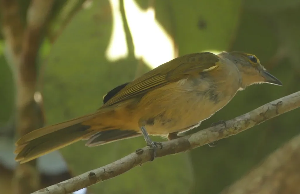 暗黄顶黑唐纳雀(Tachyphonus surinamus)