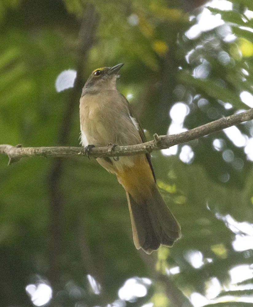 暗黄顶黑唐纳雀(Tachyphonus surinamus)