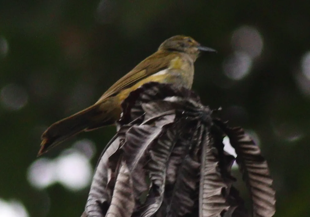 暗黄顶黑唐纳雀(Tachyphonus surinamus)