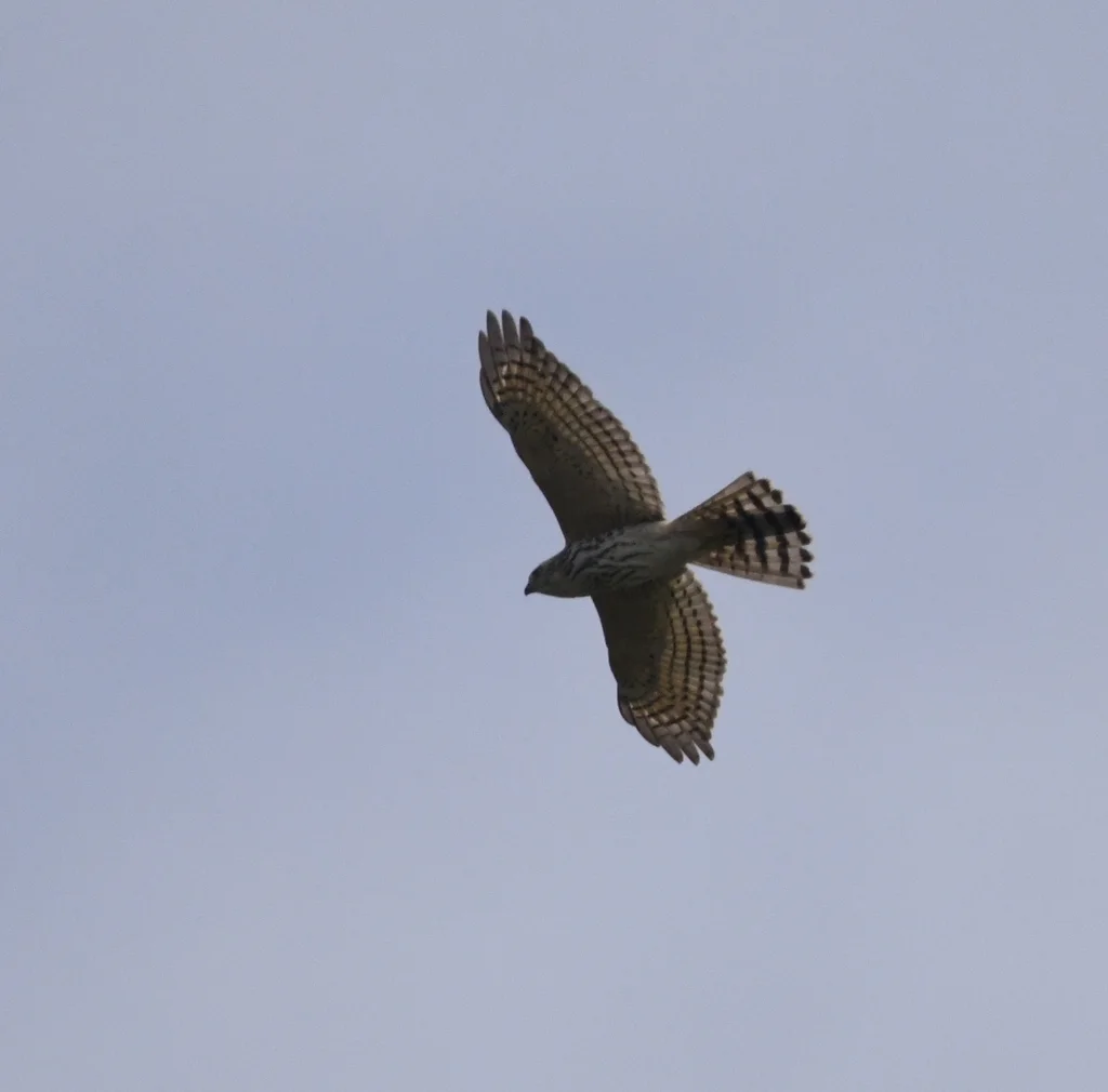 褐耳鹰(Tachyspiza badia)