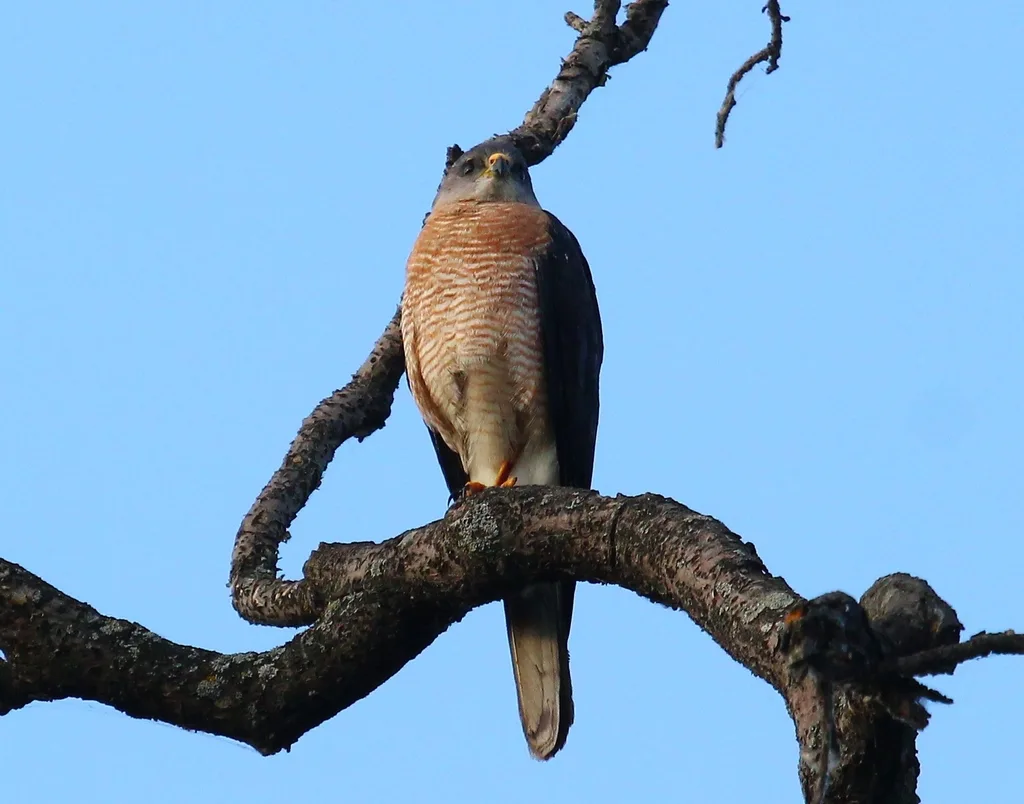 东雀鹰(Tachyspiza brevipes)
