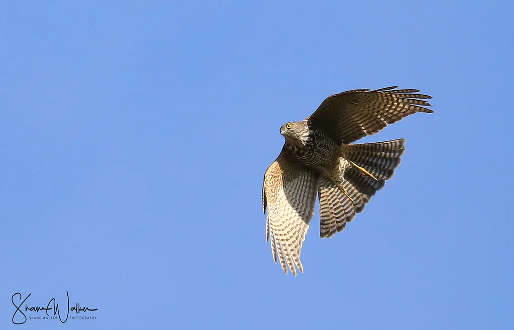 领雀鹰(Tachyspiza cirrocephala)