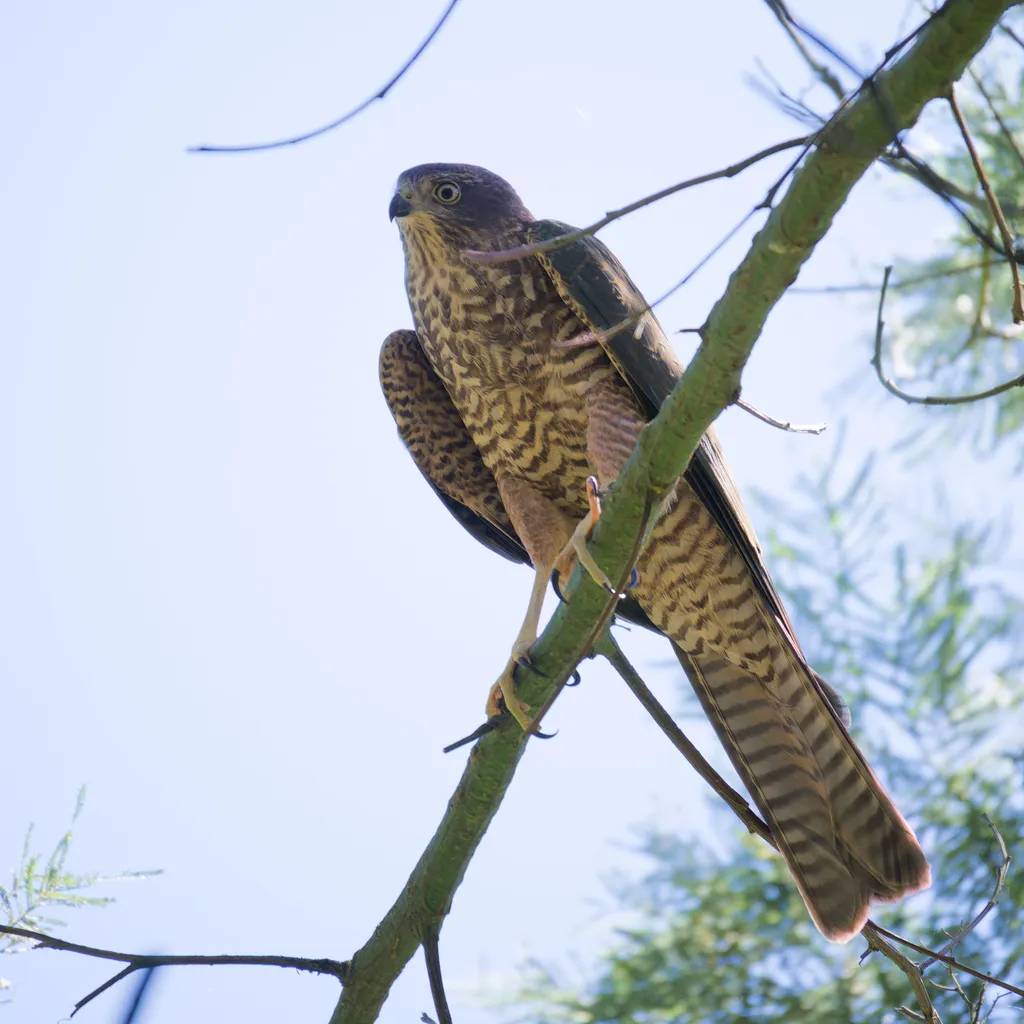 领雀鹰(Tachyspiza cirrocephala)