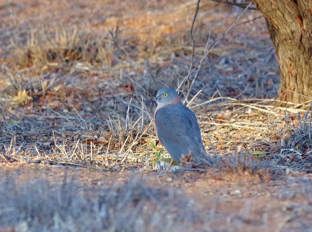 领雀鹰(Tachyspiza cirrocephala)