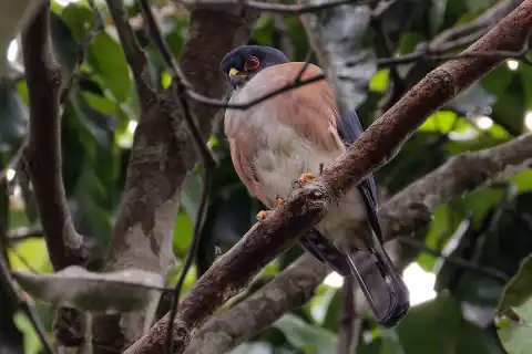 红腿雀鹰