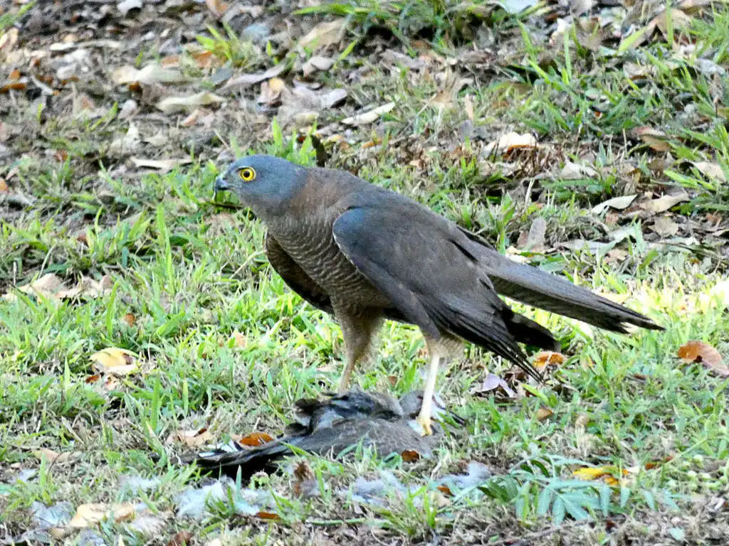 褐鹰(Tachyspiza fasciata)