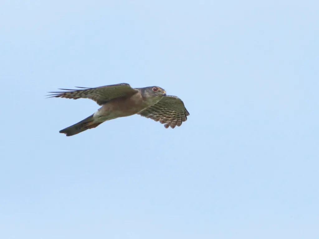 日本松雀鹰(Tachyspiza gularis)