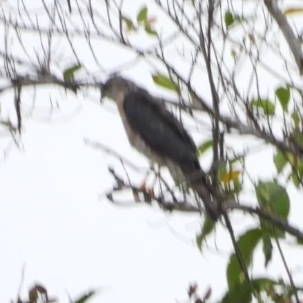 日本松雀鹰(Tachyspiza gularis)