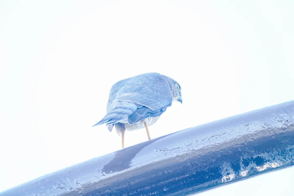 日本松雀鹰(Tachyspiza gularis)