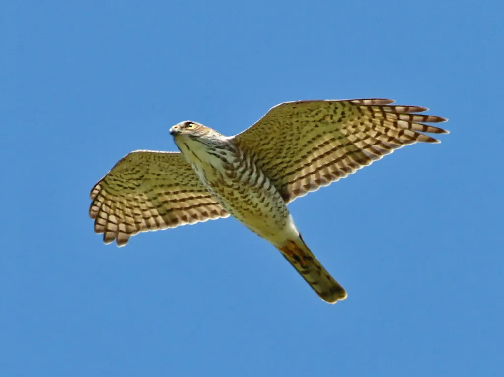 日本松雀鹰(Tachyspiza gularis)