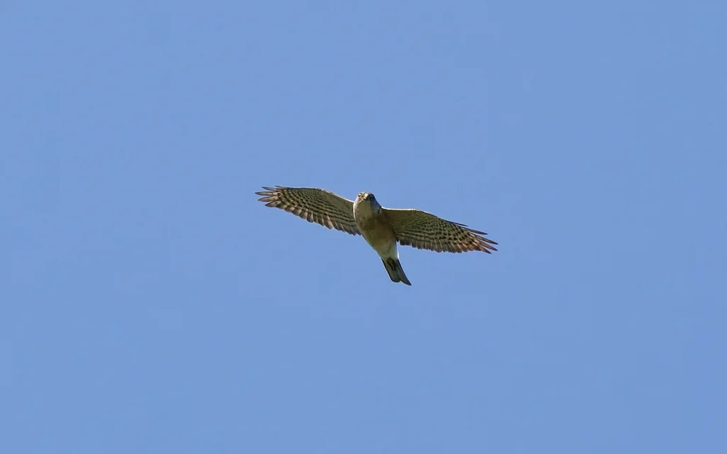 日本松雀鹰(Tachyspiza gularis)