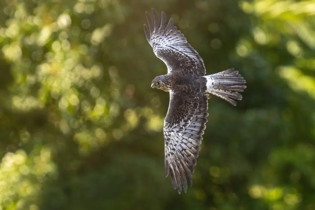 白腹鹰(Tachyspiza haplochrous)