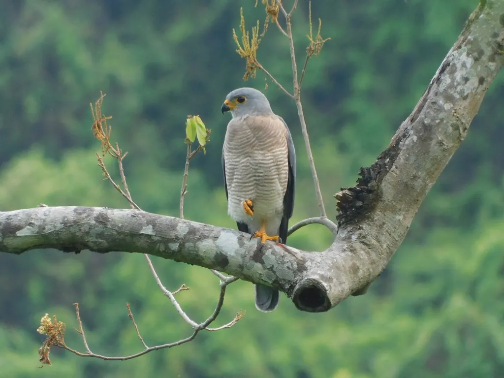杂色鹰(Tachyspiza hiogaster)