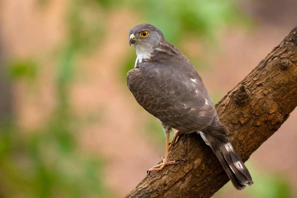 非洲小雀鹰(Tachyspiza minulla)