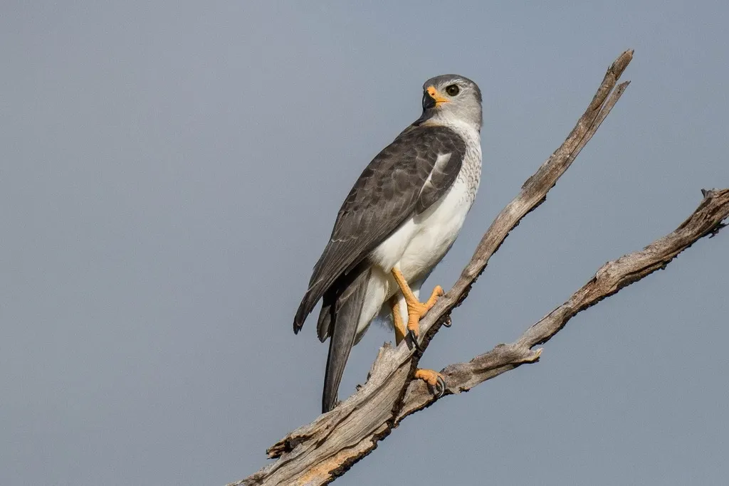 灰鹰（Tachyspiza novaehollandiae）