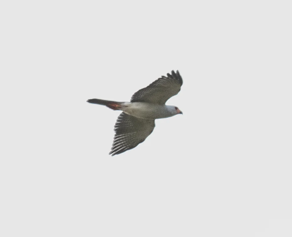 苍头鹰(Tachyspiza poliocephala)
