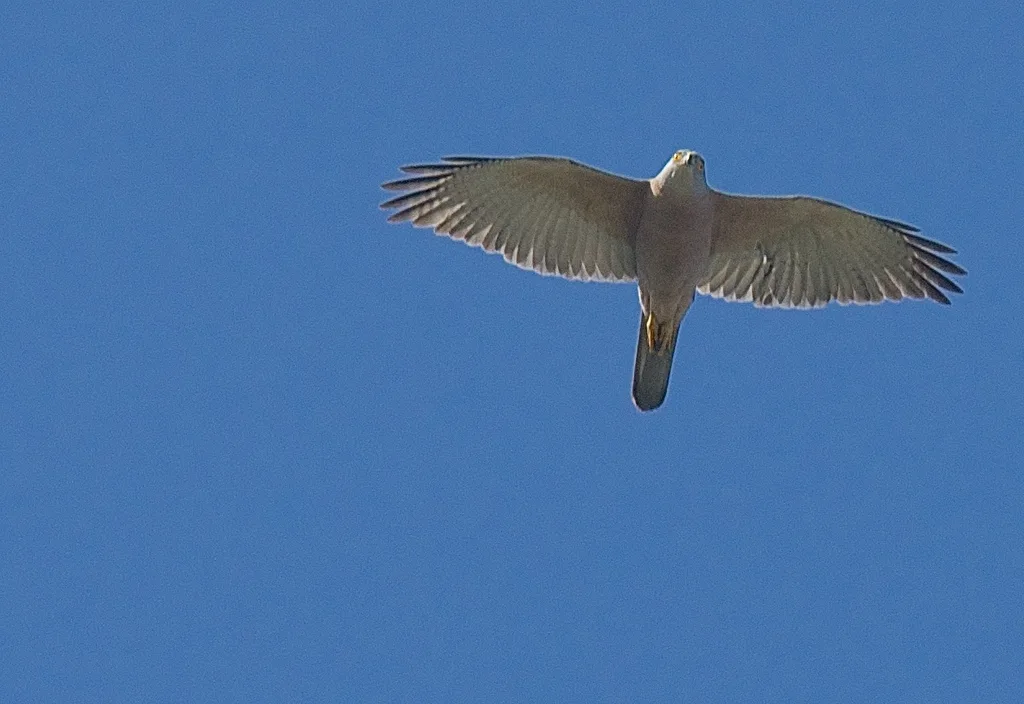 斐济鹰(Tachyspiza rufitorques)