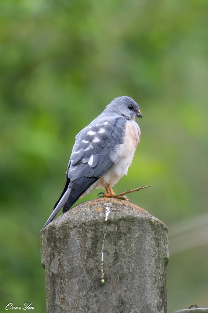 赤腹鹰(Tachyspiza soloensis)