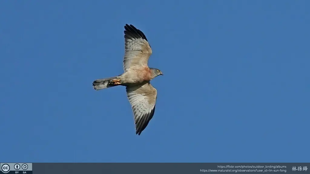 赤腹鹰(Tachyspiza soloensis)
