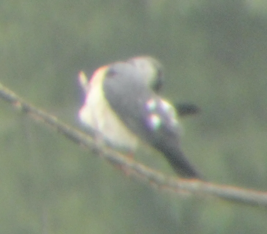 赤腹鹰(Tachyspiza soloensis)