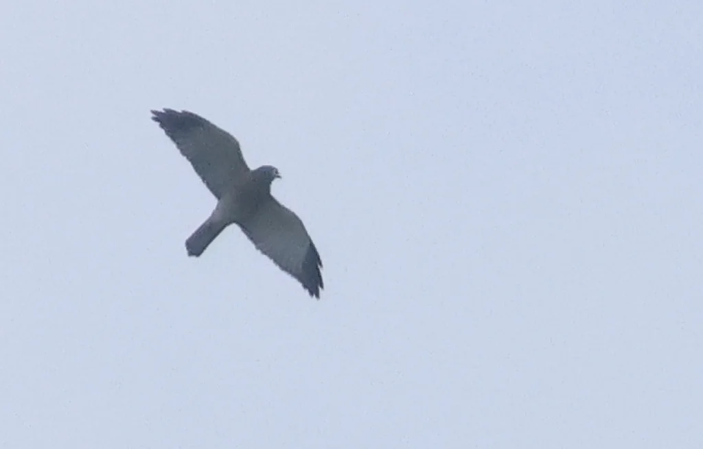 赤腹鹰(Tachyspiza soloensis)
