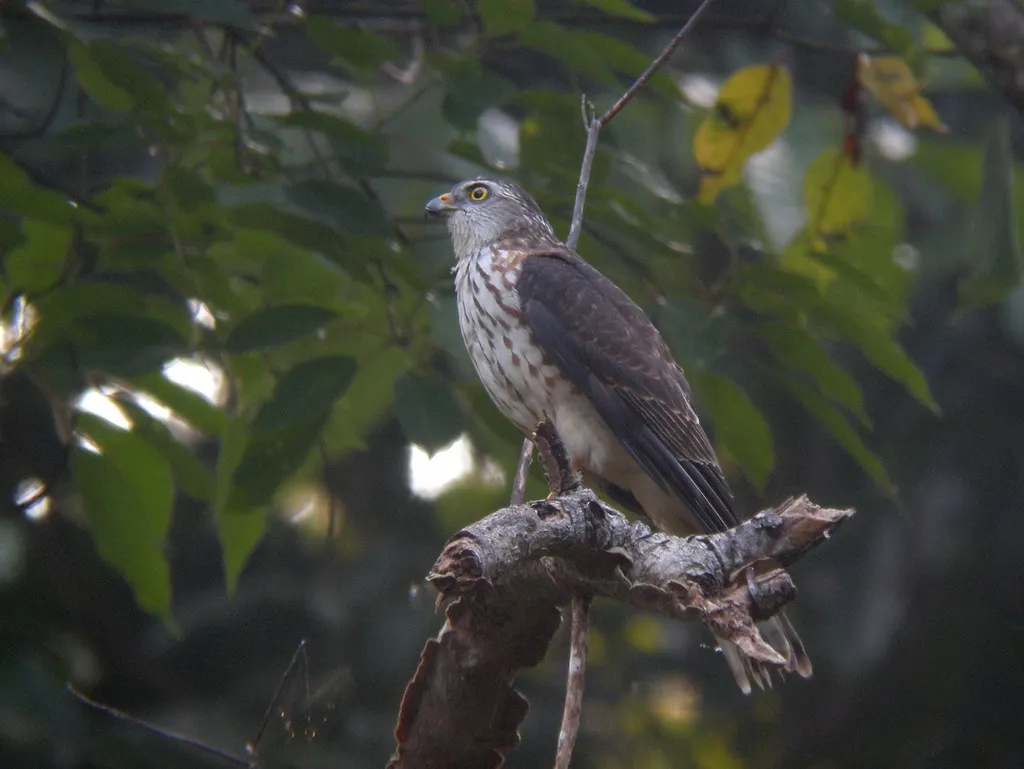 赤腹鹰(Tachyspiza soloensis)