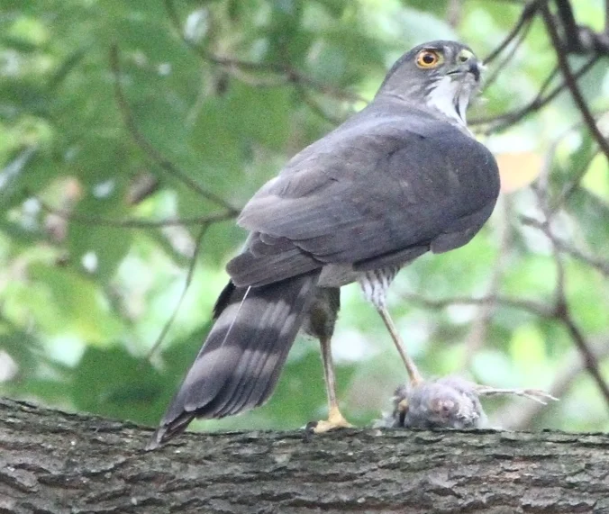 松雀鹰(Tachyspiza virgata)