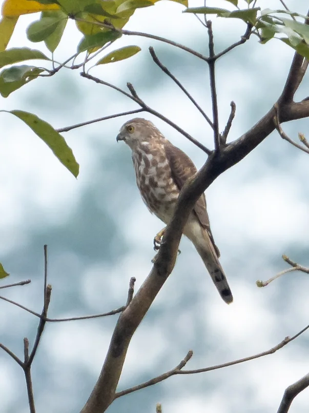 松雀鹰(Tachyspiza virgata)