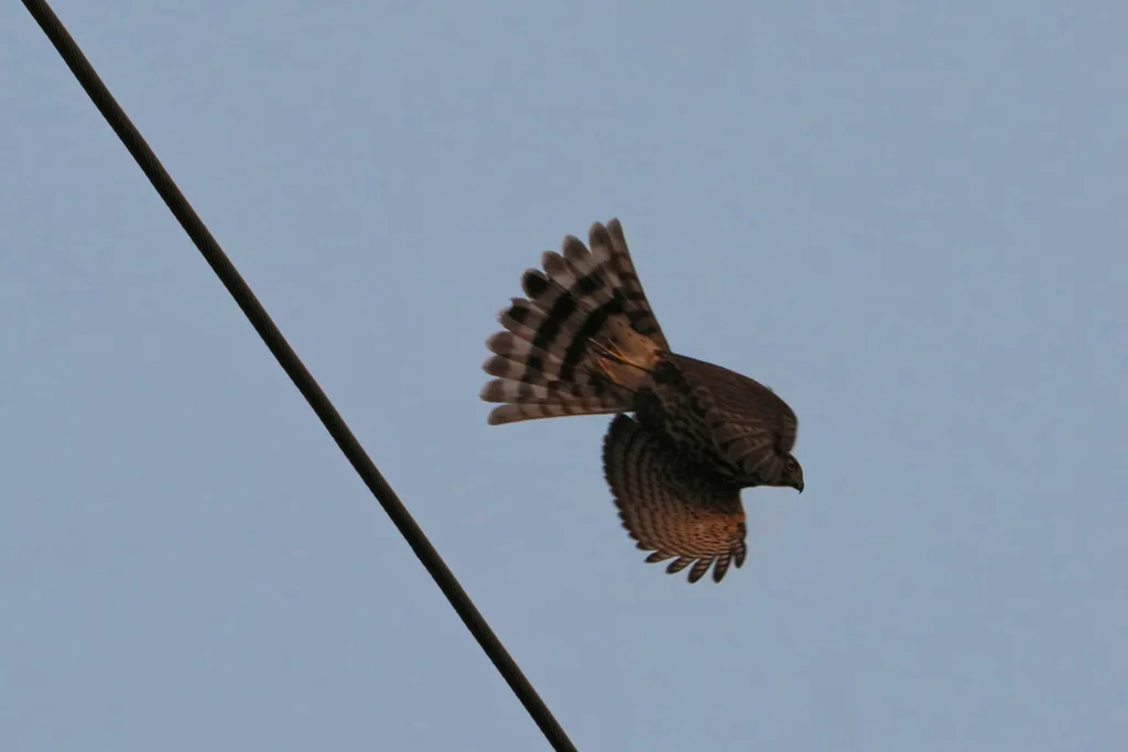 松雀鹰(Tachyspiza virgata)