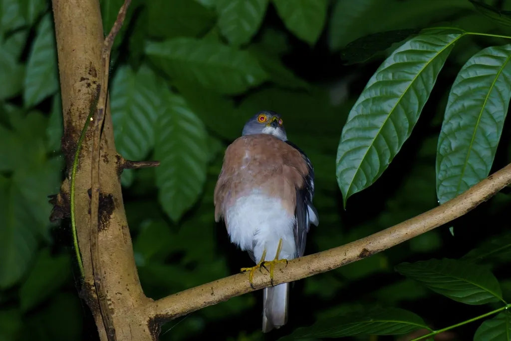 松雀鹰(Tachyspiza virgata)