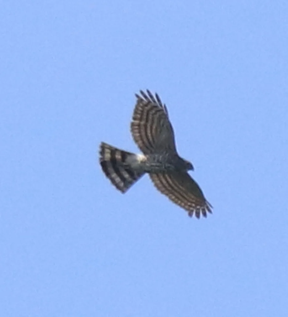 松雀鹰(Tachyspiza virgata)
