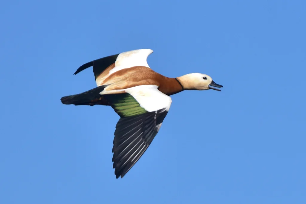 赤麻鸭(Tadorna ferruginea)
