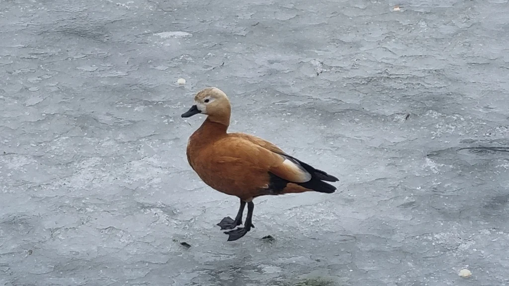 赤麻鸭(Tadorna ferruginea)