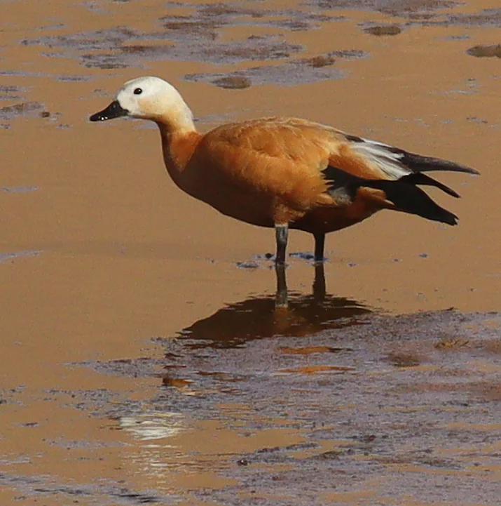 赤麻鸭(Tadorna ferruginea)