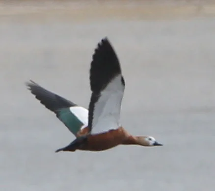 赤麻鸭(Tadorna ferruginea)