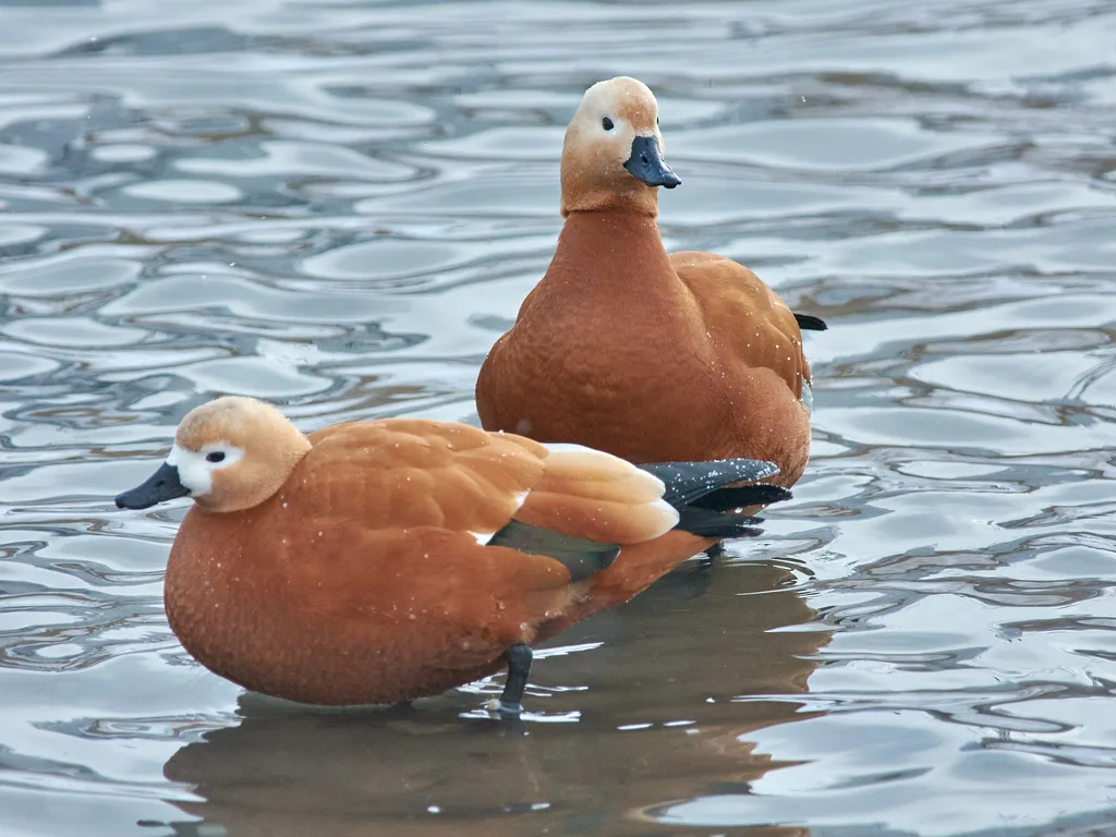 赤麻鸭(Tadorna ferruginea)