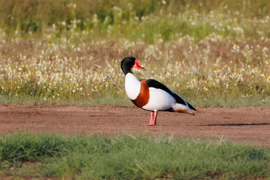 翘鼻麻鸭(Tadorna tadorna)