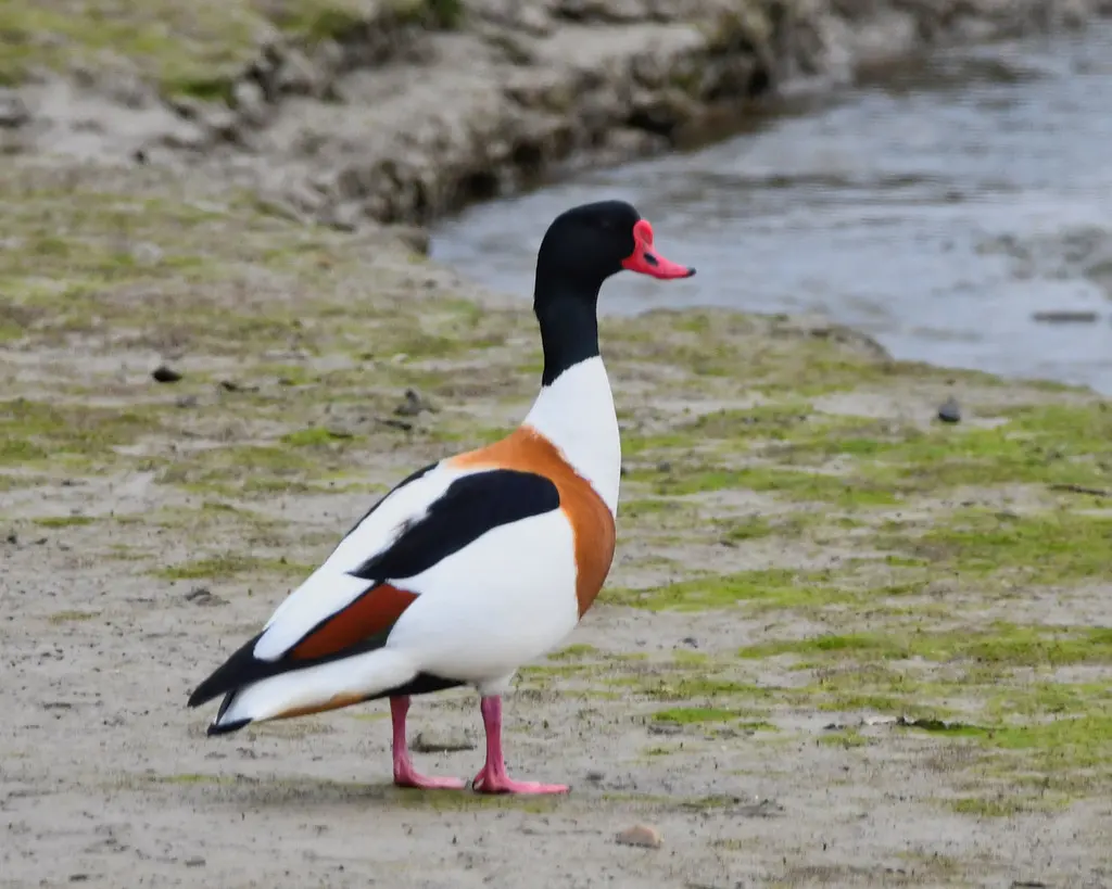 翘鼻麻鸭(Tadorna tadorna)