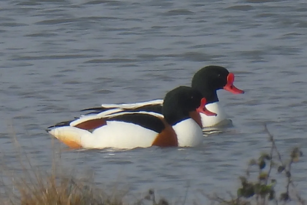 翘鼻麻鸭(Tadorna tadorna)