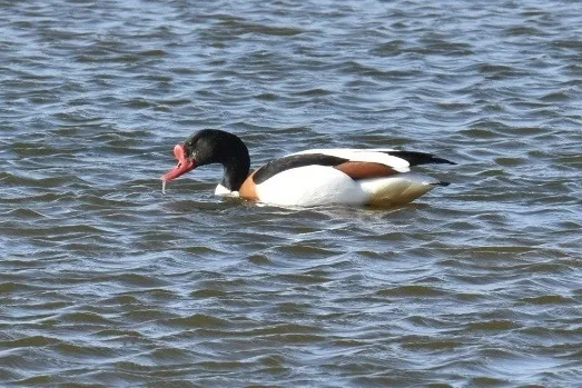 翘鼻麻鸭(Tadorna tadorna)