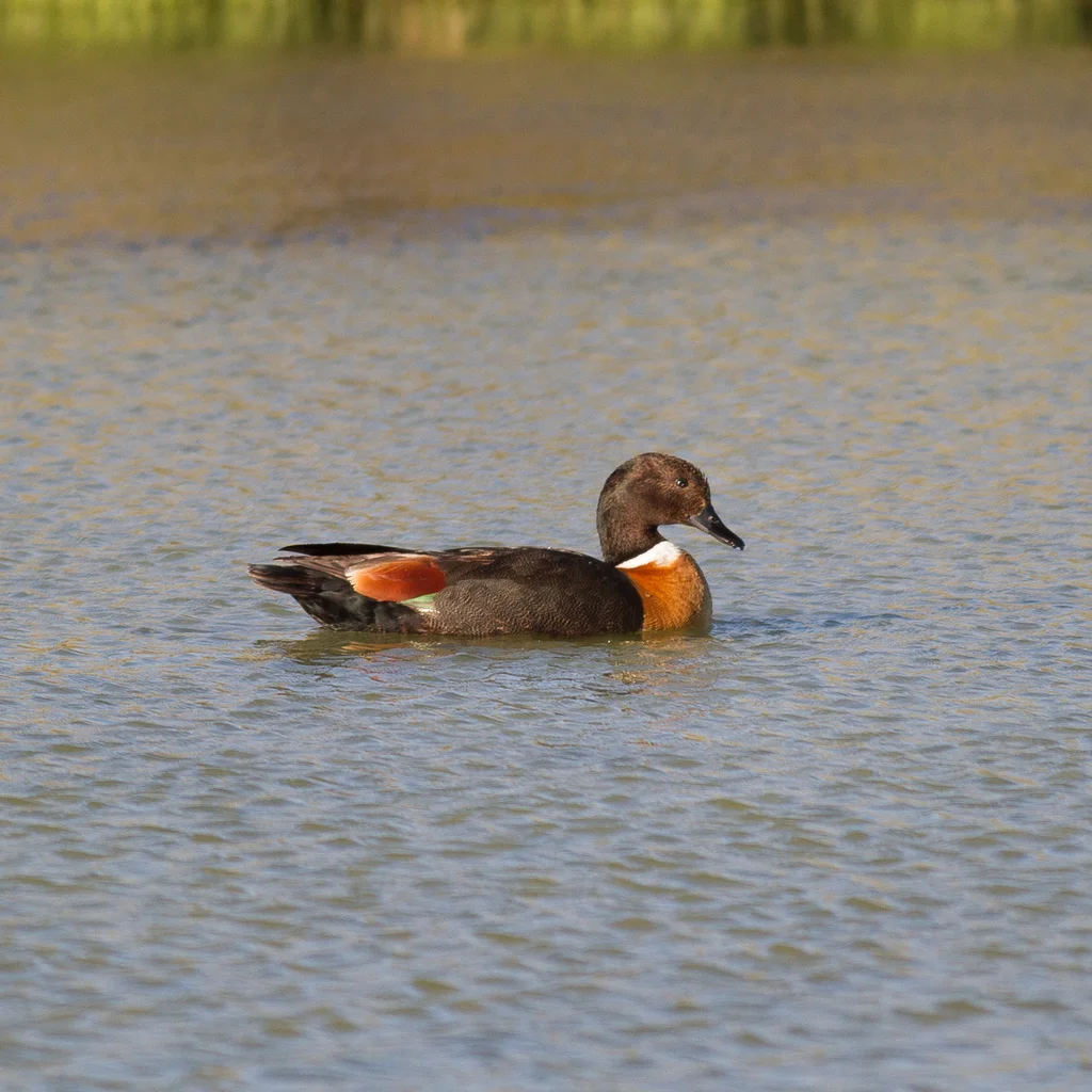 棕胸麻鸭（Tadorna tadornoides）