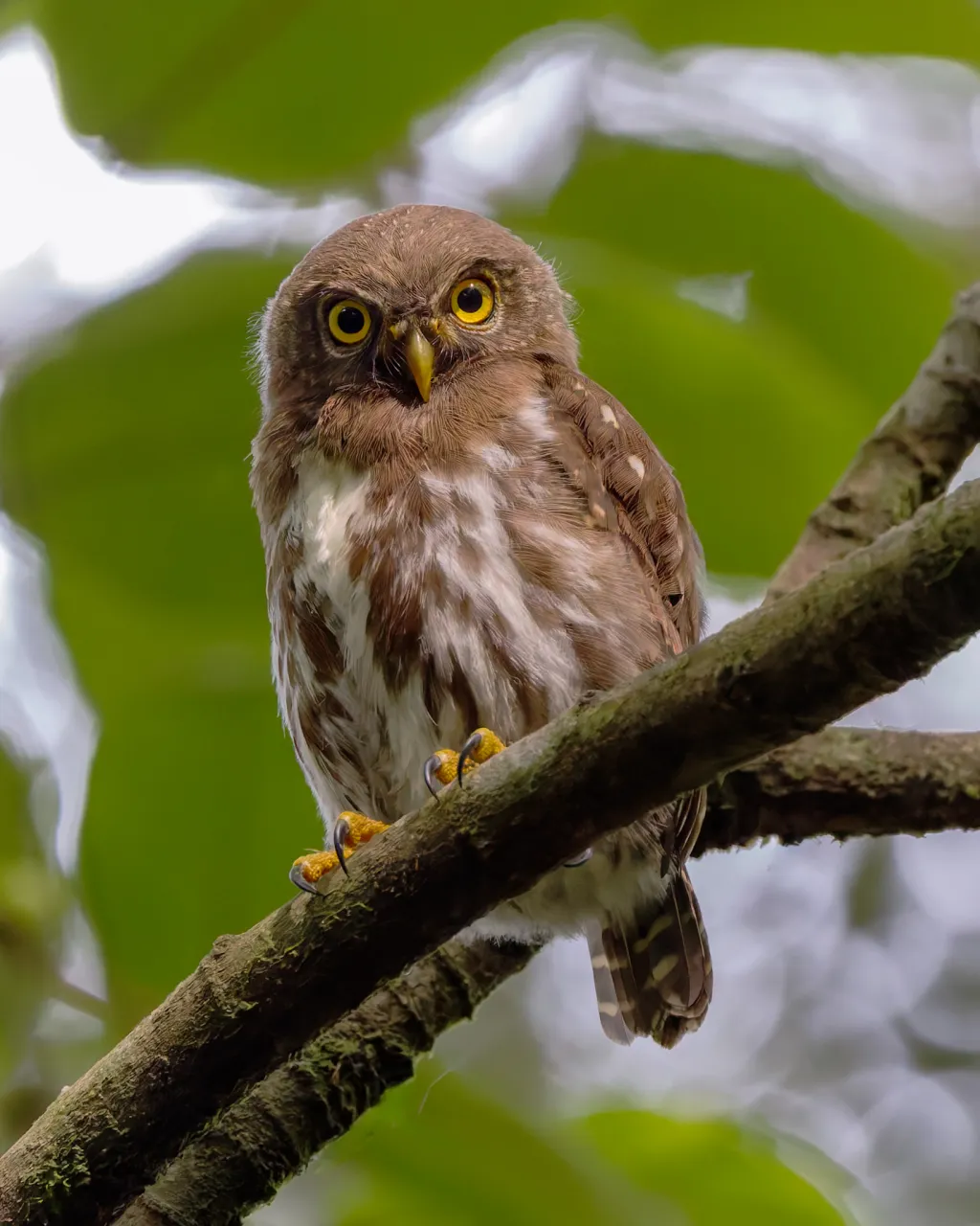 巽他鸺鹠(Taenioptynx sylvaticus)